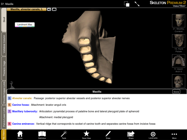 Maxilla Alveolar Canals resized 600