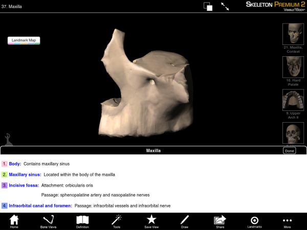 Maxilla Bone Anterior resized 600
