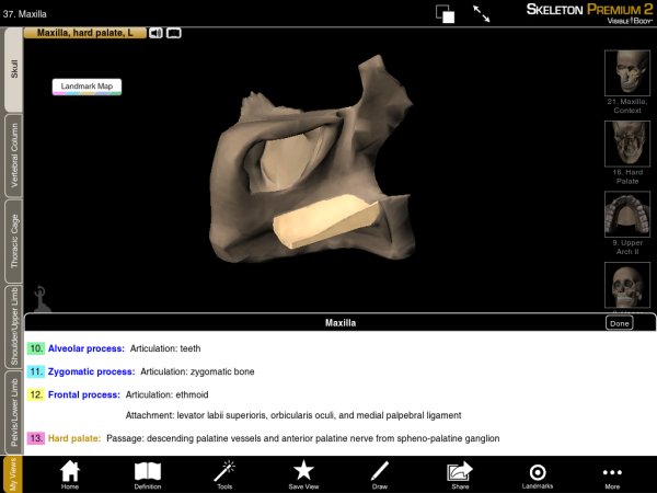 Maxilla Bone Lateral Hard Palate resized 600