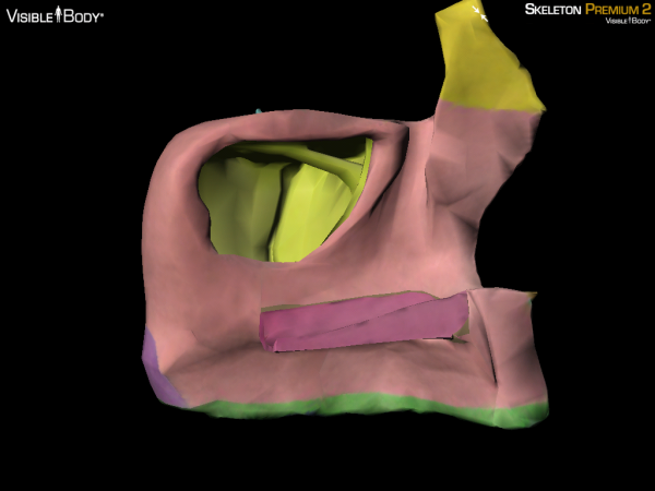 maxilla maxillae 3D bone