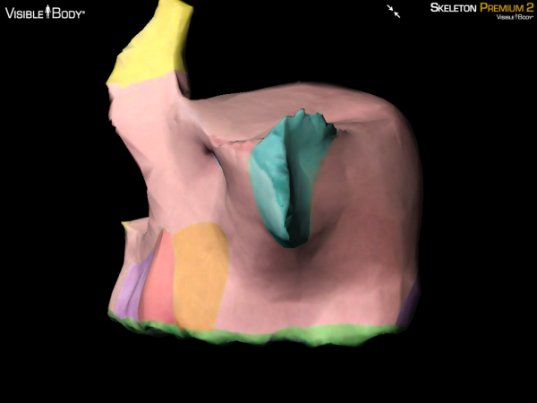 maxilla maxillae lateral view 3d bone