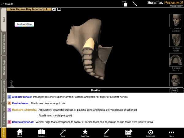 Maxilla Maxillary Tuberosity resized 600