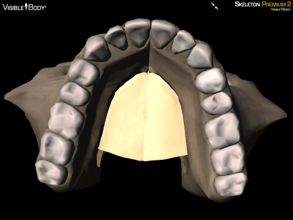 hard palate maxillae maxilla