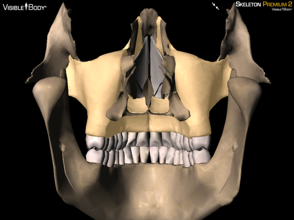 posterior maxilla maxillae