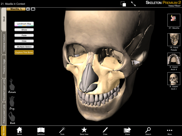 Maxillae Bones Skull resized 600
