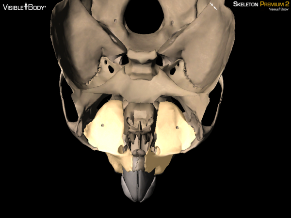 Maxilla bones maxillae superior 3D bones