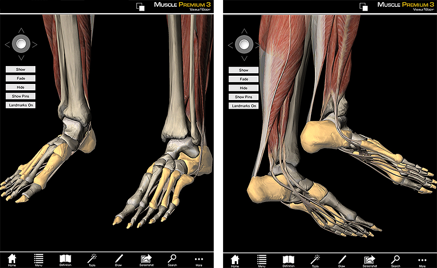 metatarsals plantarflexion flexors