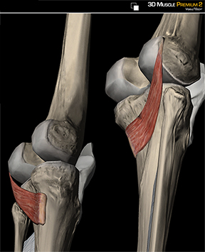Learn Muscle Anatomy: Popliteus