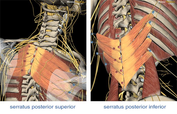 serratus posterior innervation thoracic spine