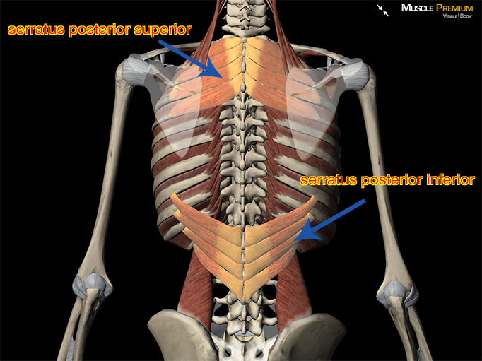 serratus posterior thoracic vertebrae thoracic spine