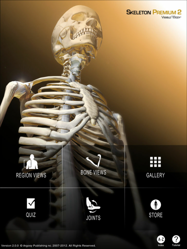 skeleton 3D skeleton anatomy