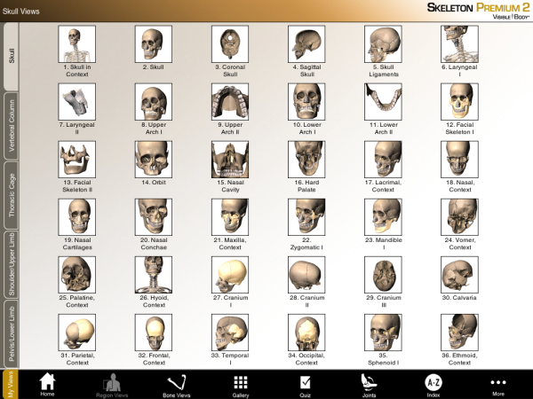 Skeleton 3D skeleton main menu