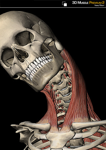 STERNOCLEIDOMASTOID ACTIONS