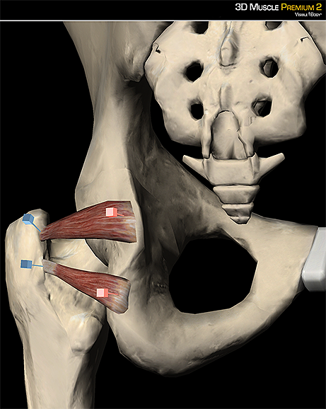 Superior Inferior gemellus lateral rotator hip gluteal