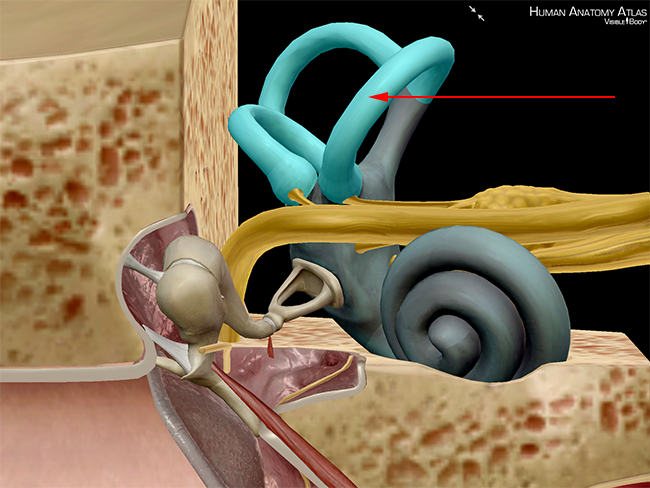 vestibule semicircular canals ear inner ear bony labyrinth