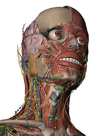 visible body 3d human anatomy atlas for windows crack screen