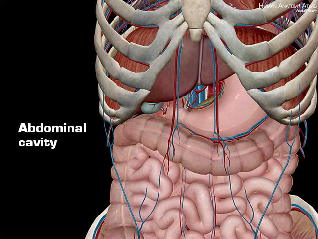 Diagram Of The Human Torso Model Abdominal Cavity No - vrogue.co