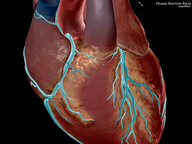 anatomy and physiology | The Visible Body Blog