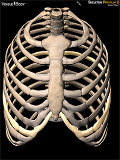 3D Skeletal System: Bones of the Thoracic Cage