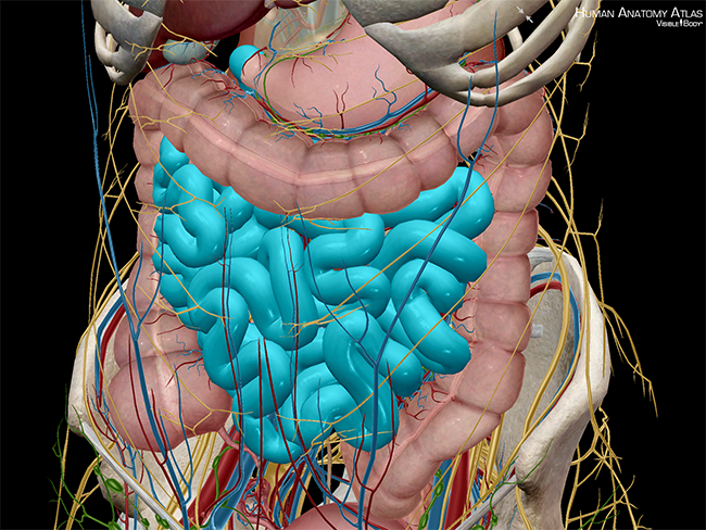 anatomy-and-physiology-major-components-of-the-digestive-system