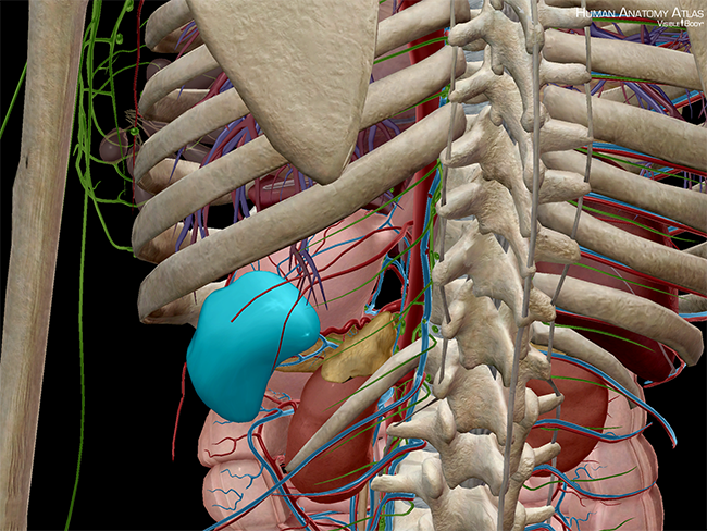 Anatomy and Physiology: Major Components of the Lymphatic System