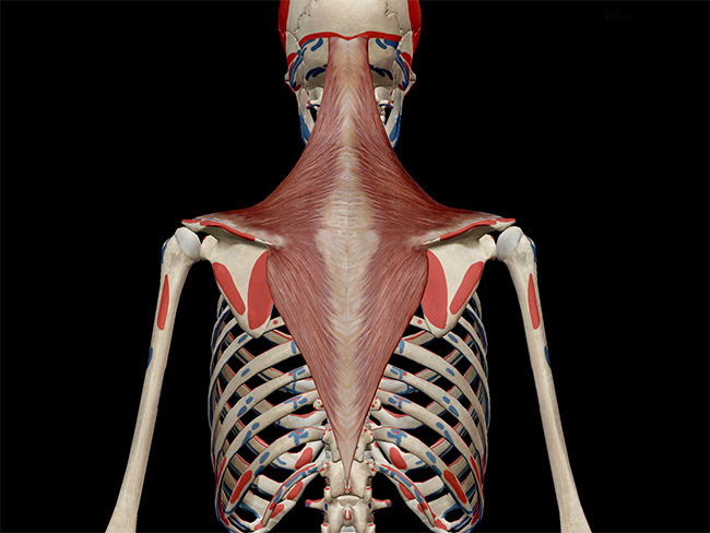 Learn Muscle Anatomy: Trapezius
