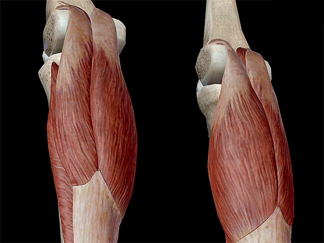 Learn Muscle Anatomy: Muscles of Plantarflexion