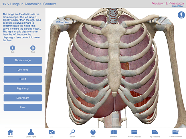 Respiratory-Lungs-in-Context-Brachial-tree