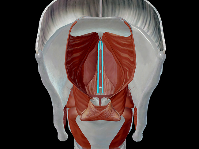 Anatomy and Physiology: Phonation and the Larynx