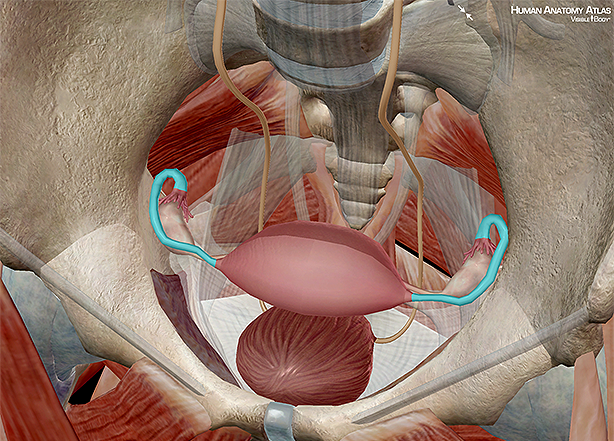 Anatomy And Physiology Internal Female Reproductive Anatomy