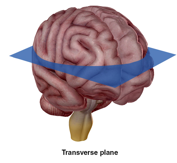 Anatomy and Physiology: Anatomical Planes and Cavities