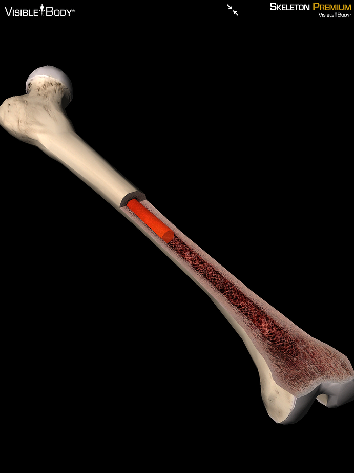 The Visible Body Blog | 3D skeletal system