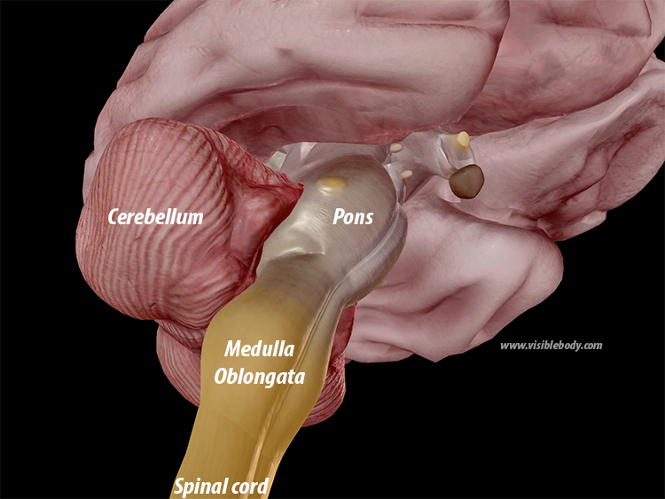 The Visible Body Blog