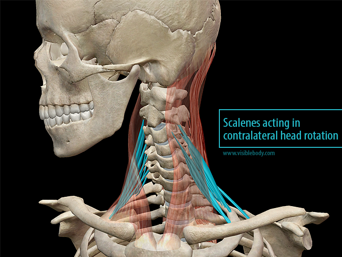 Learn Muscle Anatomy: Scalene Muscles