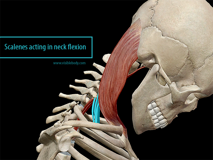 Learn Muscle Anatomy: Scalene Muscles