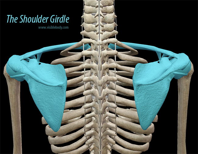 Shoulder-Girdle-3D-Skeleton-Bones.png
