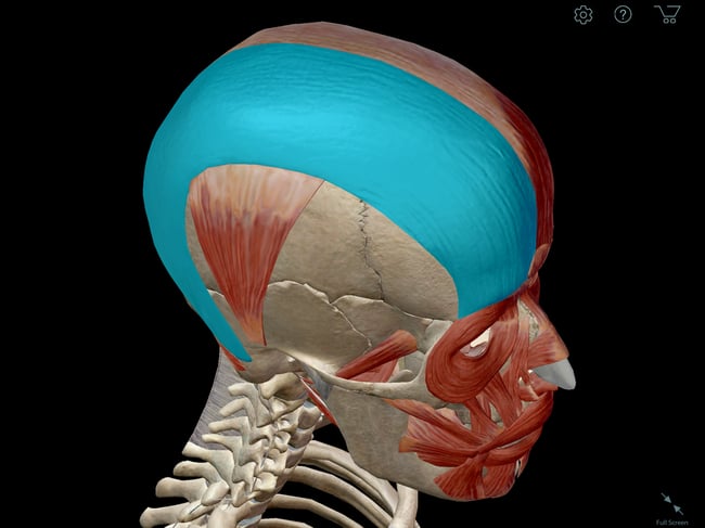 occipitofrontalis-muscle-facial-expression.png occipitofrontalis-muscle-facial-expression.png