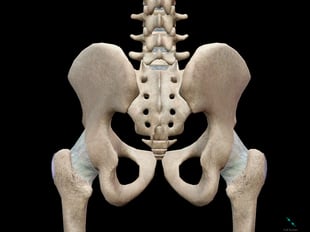 3D Skeletal System: The Pelvic Girdle