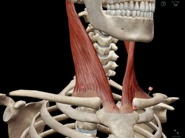 Learn Muscle Anatomy: Sternocleidomastoid