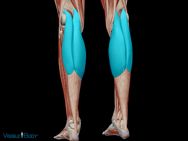 Learn Muscle Anatomy: Gastrocnemius