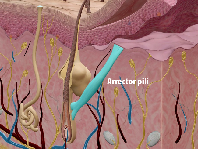 Anatomy and Physiology: Five Things About The Integumentary System